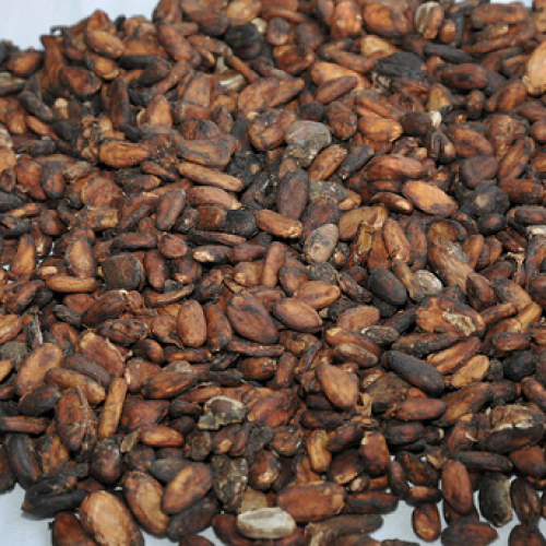 cocoa beans dry