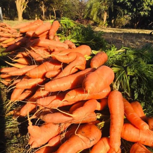 whatsapp image 2022 08 23 at 12.59.01 pm